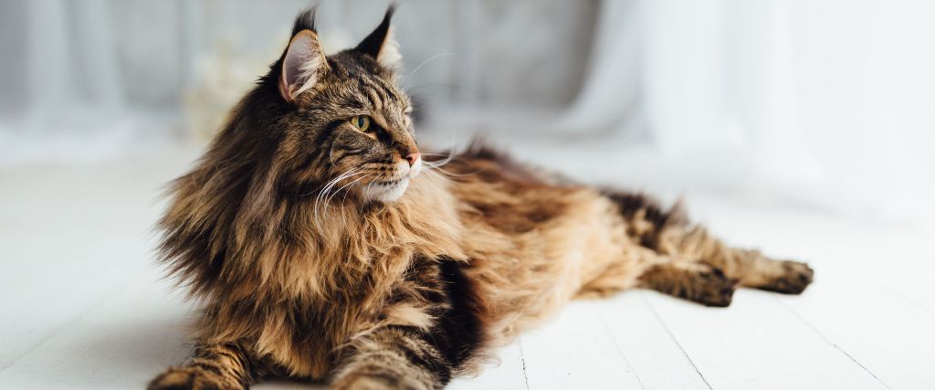 Maine Coons