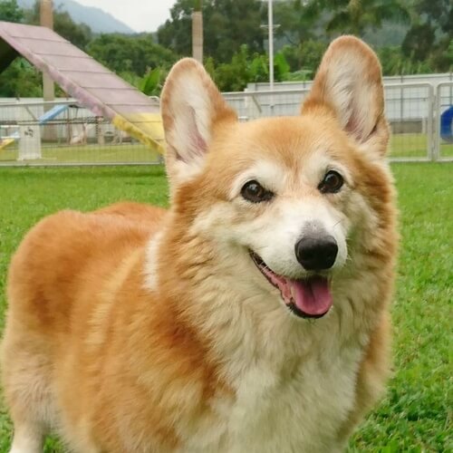 Pembroke Welsh Corgi