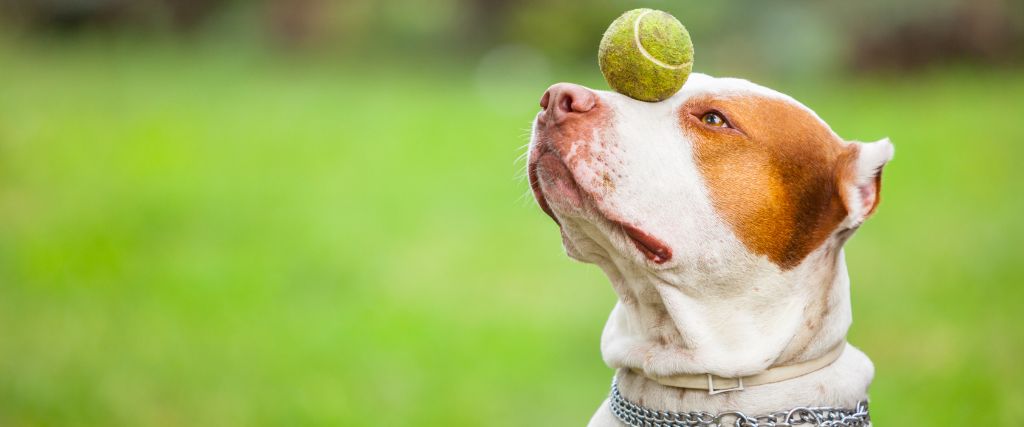 Healthy Minds, Happy Pets: The Benefits of Pet Enrichment