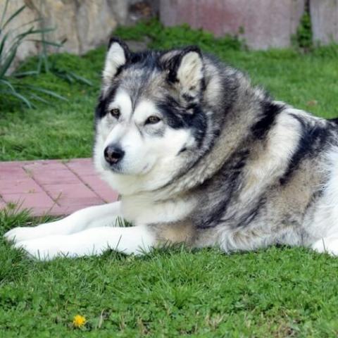 alaskan-malamute-dog-breed-info.jpg