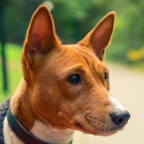 basenji-dog-breed-info_0.jpg