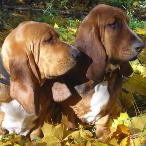 basset-hound-dog-breed-info_0.jpg