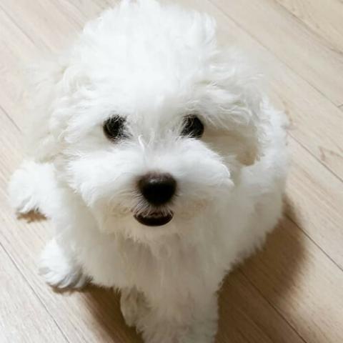 bichon-frise-dog-breed-info_0.jpg