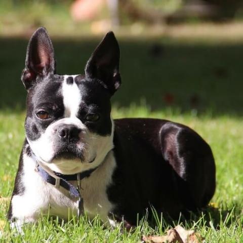 boston-terrier-dog-breed-info_0.jpg