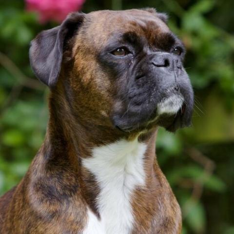 boxer-dog-breed-info_0.jpg