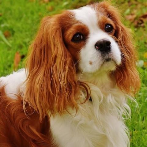 cavalier-king-charles-spaniel-dog-breed-info_0.jpg