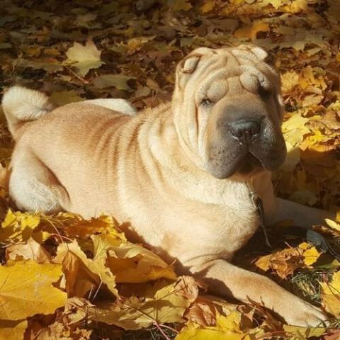 chinese-sharpei-dog-breed-info_0.jpg