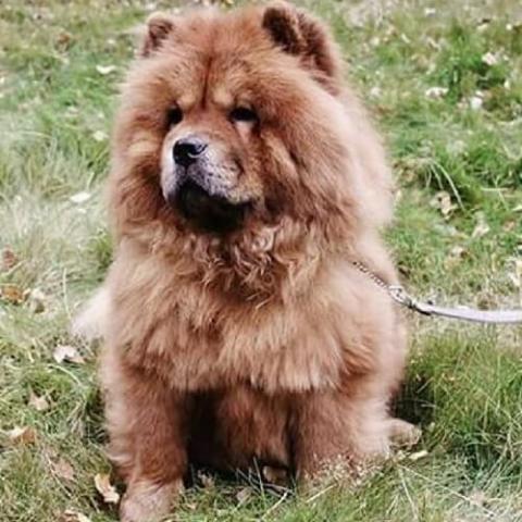 chow-chow-dog-breed-info_0.jpg