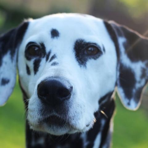 dalmatian-dog-breed-info_0.jpg