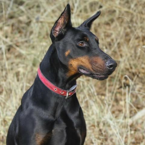 Doberman hip hotsell dysplasia treatment