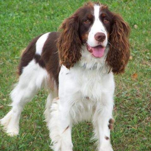 english-springer-spaniel-dog-breed-info_0.jpg