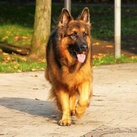 german-shepherd-dog-breed-info_0.jpg