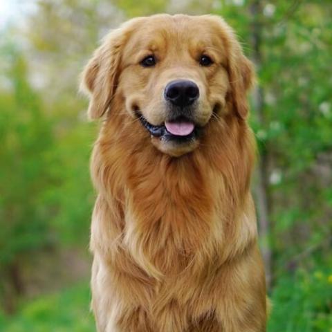 golden-retriever-dog-breed-info_0.jpg