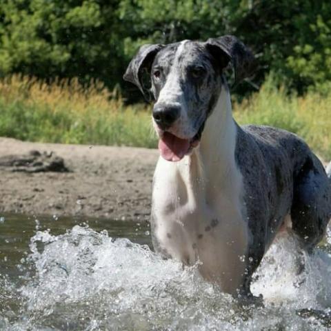 great-dane-dog-breed-info_0.jpg