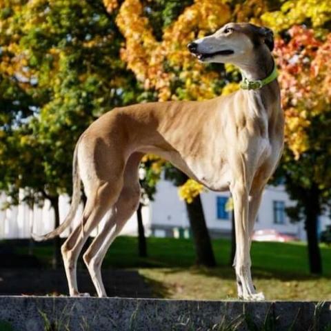 greyhound-dog-breed-info_0.jpg