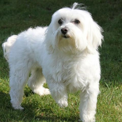 maltese-dog-breed-info_0.jpg