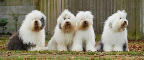 Four olde english sheepdogs on farm