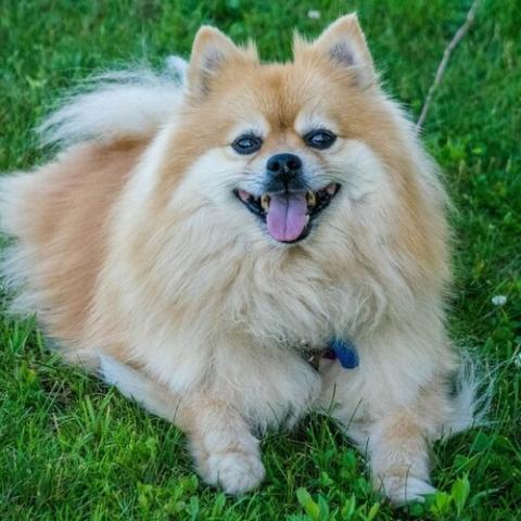 pomeranian-dog-breed-info_0.jpg