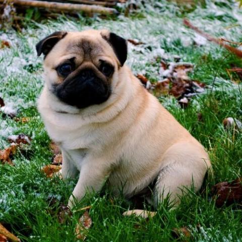 pug-dog-breed-info_0.jpg