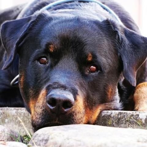 rottweiler-dog-breed-info_0.jpg