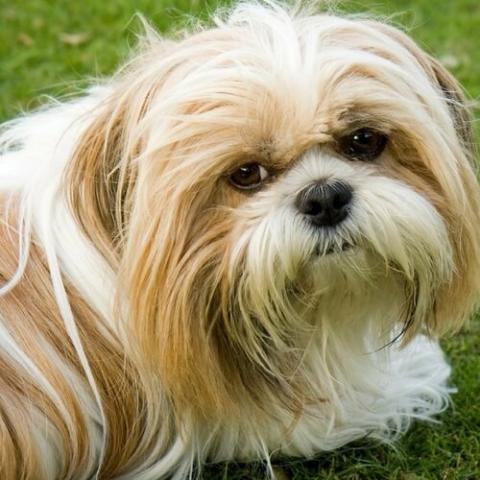 shih-tzu-dog-breed-info_0.jpg