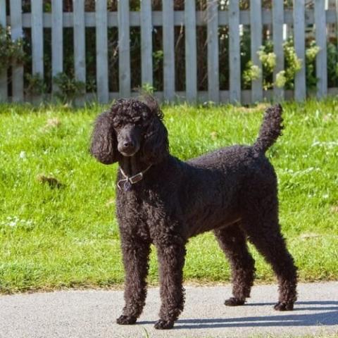 standard-poodle-dog-breed-info_0.jpg