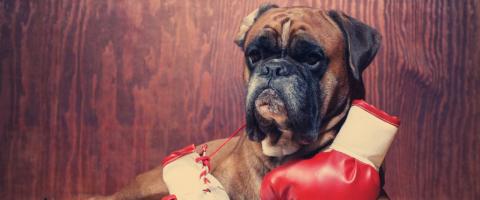 Boxer breed with gloves, GeniusVets breed library