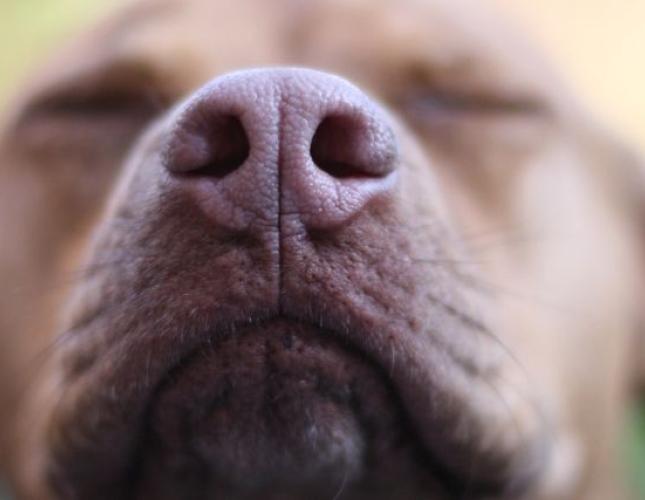 Sniffing Out the Truth: Essential Oil Safety for Pets