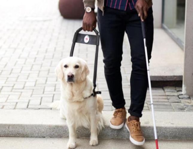 What Does It Take to Become a Service Dog?