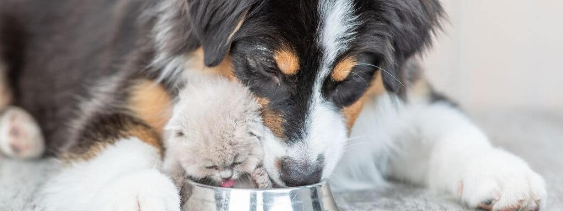 Dog and cat drinking water for hydration.